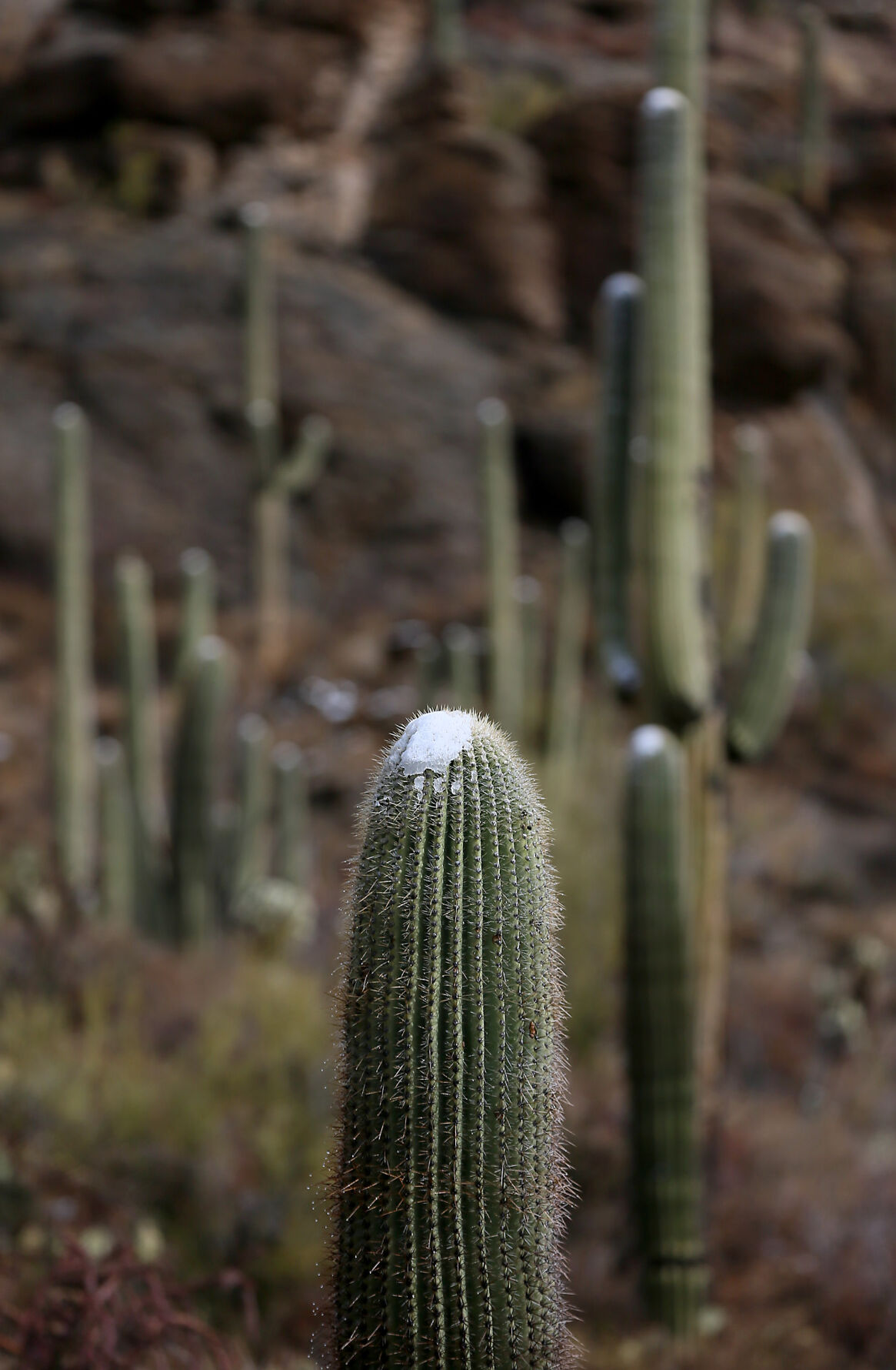 Snow in Tucson